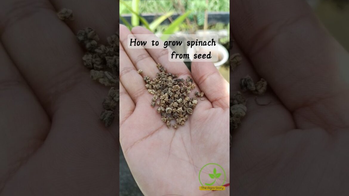 “How to grow Spinach/palak from seed” #shorts #SpinachGardening #SeedtoTable #OrganicGardening "How to grow Spinach/palak from seed" #shorts #SpinachGardening #SeedtoTable #OrganicGardening