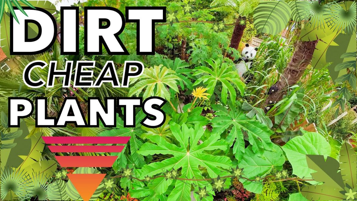 U.K. Tropical Garden Ideas & Inspiration with Dirt Cheap Plants U.K. Tropical Garden Ideas & Inspiration with Dirt Cheap Plants