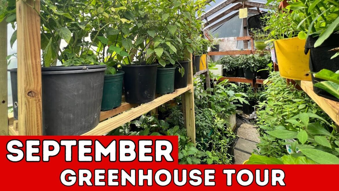 September Greenhouse Tour Garden Vlog Growing Vegetables in Containers September Greenhouse Tour Garden Vlog Growing Vegetables in Containers