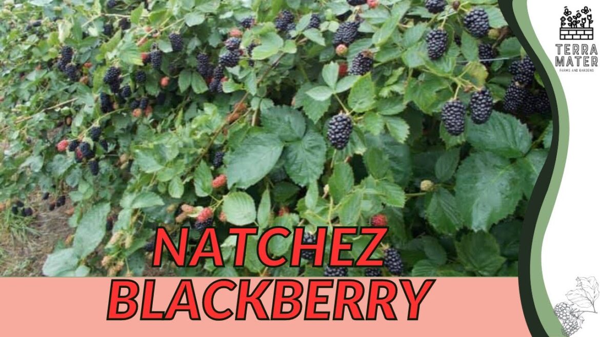 NATCHEZ BLACKBERRY Information, Description & More! (Rubus 'Natchez')