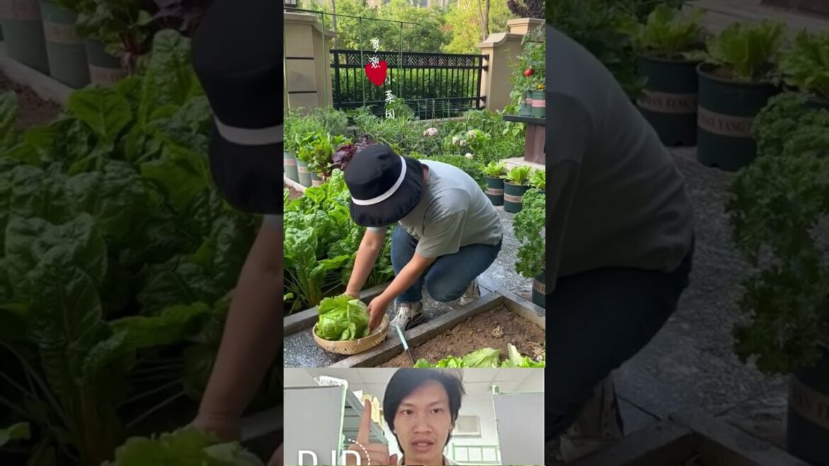 How to grow vegetables at home #vegetablegardening #gadget #veggrowing #vegetableplanting