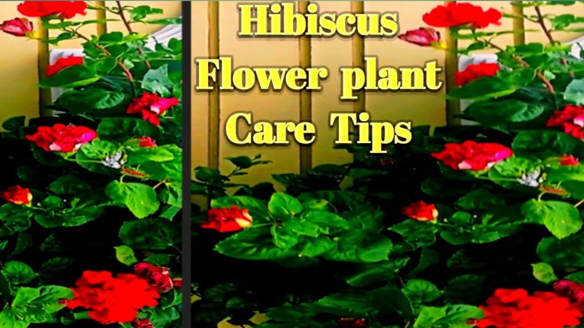 Hibiscus  Flower Plant Care Tips  ll गुडहल के पौधे से अधिक फूल पाने के लिए कैसे करें देखभाल  ll