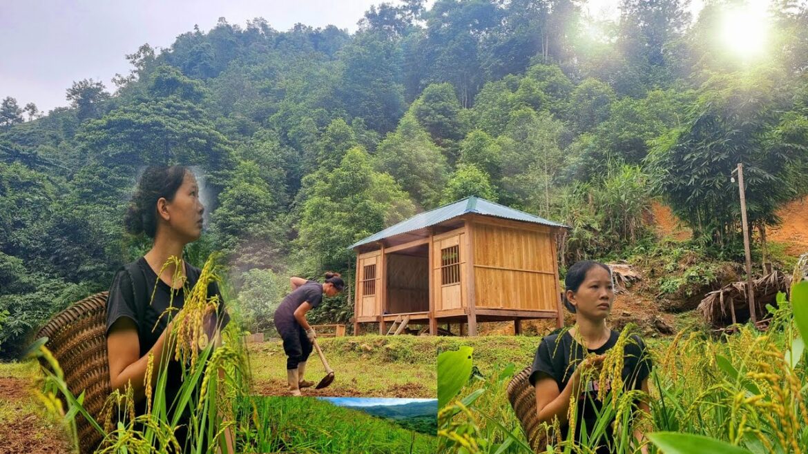 How to make a vegetable garden, watching upland rice being destroyed by rats😭