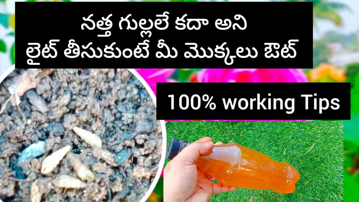 Most Essential tips to control slugs and snails in garden | చిన్న టిప్స్ పాటిస్తే నత్తలు మాయం Most Essential tips to control slugs and snails in garden | చిన్న టిప్స్ పాటిస్తే నత్తలు మాయం