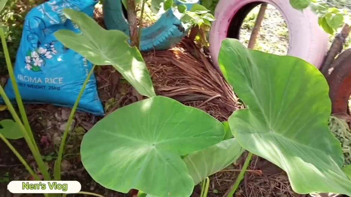 My garden vegetables and calamanci in backyard #Garden #Vegetables in #Backyard