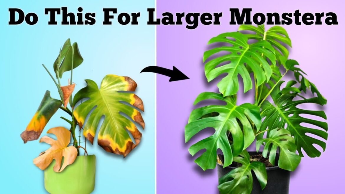 How to Set Your Monstera For Success // Monstera Deliciosa Plant Care