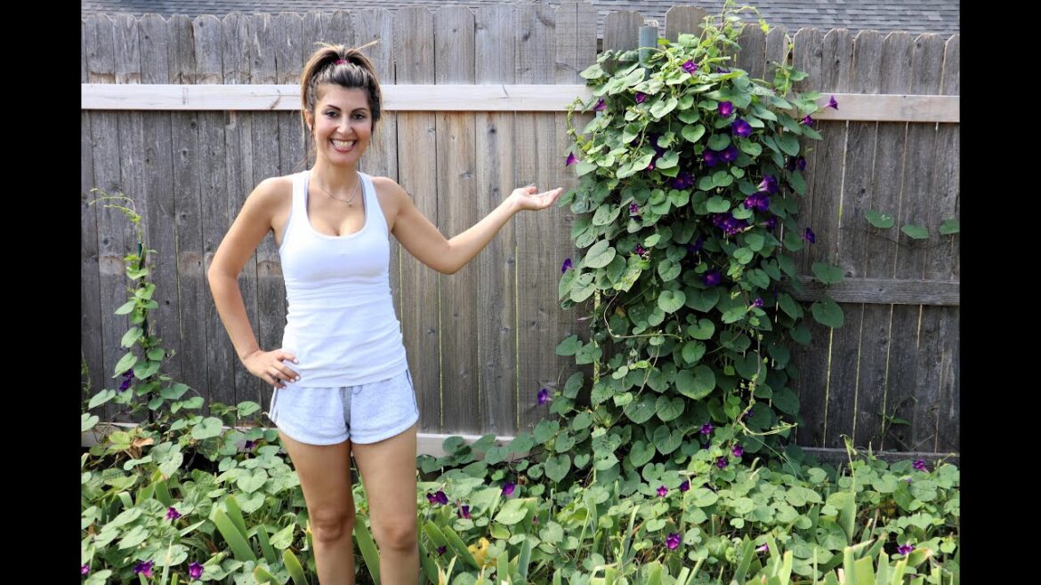 Growing Sweet Potato Vines & Ornamental Sweet Potato Vines | Gardening With Spenta | Sweet Potatoes Growing Sweet Potato Vines & Ornamental Sweet Potato Vines | Gardening With Spenta | Sweet Potatoes