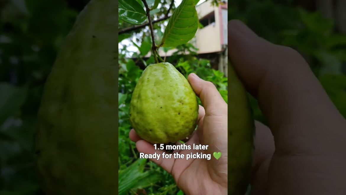 GUAPPLE. Ripe for the picking. ππΏπ±π #fruit #guapple #guava #containergardening #myplant GUAPPLE. Ripe for the picking. ππΏπ±π #fruit #guapple #guava #containergardening #myplant