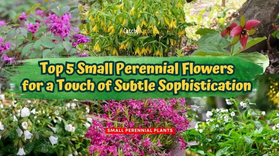 Top 5 Small Perennial Flowers for a Touch of Subtle Sophistication 🌺☘️🌸 // Gardening Ideas Top 5 Small Perennial Flowers for a Touch of Subtle Sophistication 🌺☘️🌸 // Gardening Ideas