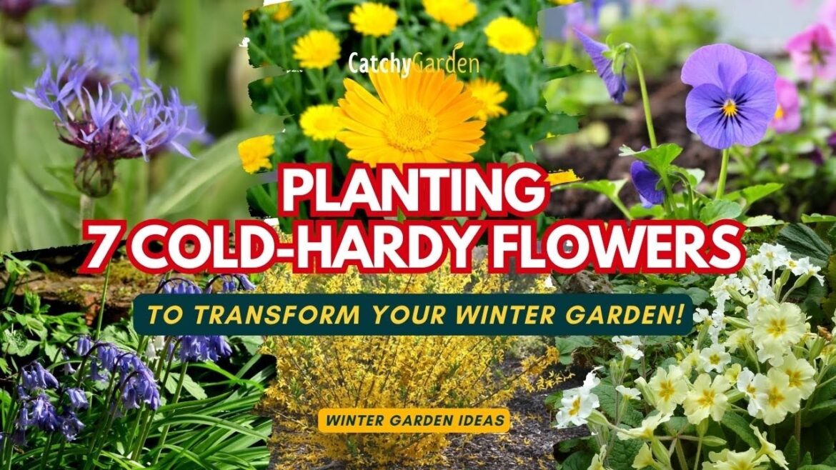 Planting 7 Cold Hardy Flowers to Transform Your Winter Garden! 🌸❄️🍂