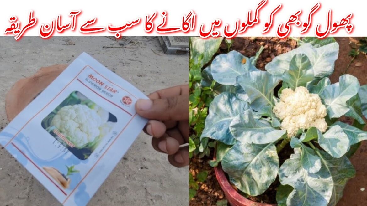 Growing Cauliflower (Phool Gobi) in Pots at Home | Tips for Successful Cauliflower Cultivation