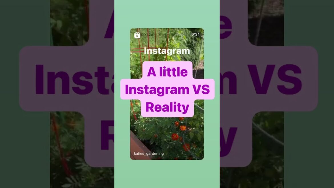 Home Gardening Instagram vs Reality Home Gardening Instagram vs Reality