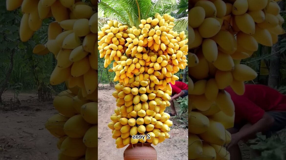 The best method of propagation coconut tree #shorts #farming #satisfying #garden