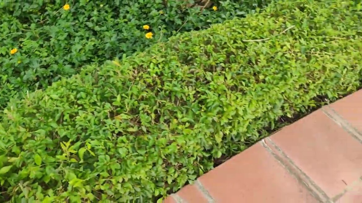 Innovative Garden Tools: Making Gardening Easier