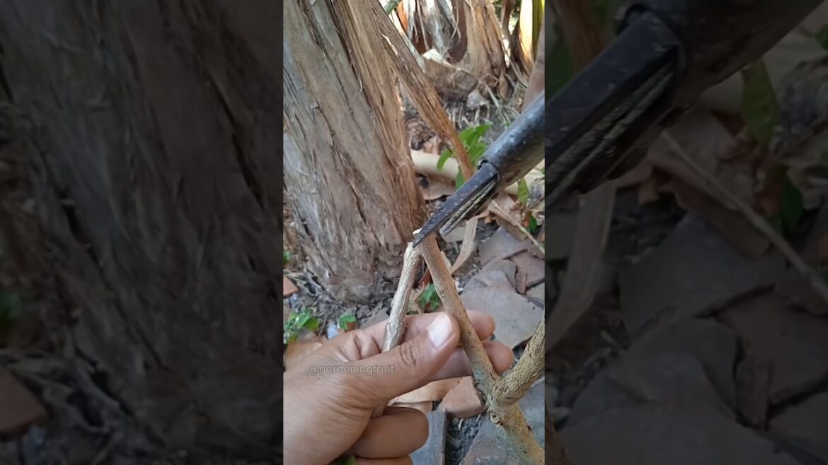 propagation guava tree by grafting & gardening tips EP455