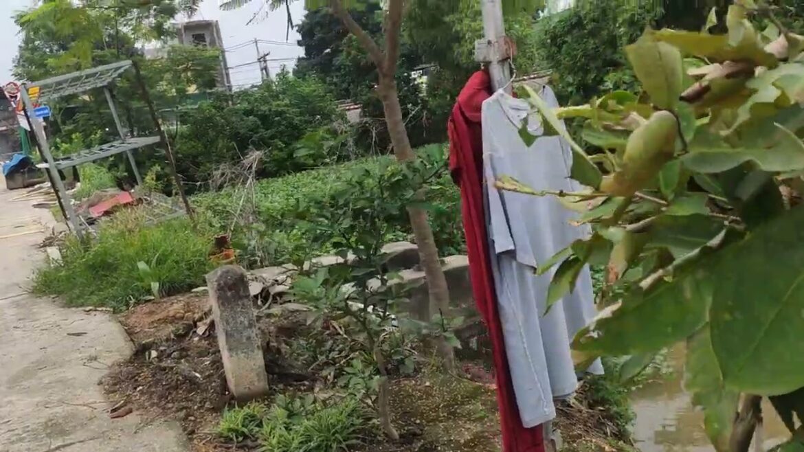 Sustainable Gardening: Eco-Friendly Practices in My Garden