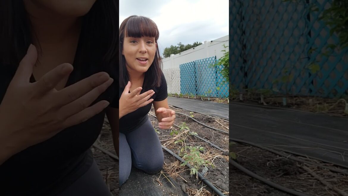 Expert tips on transplanting tomatoes into the garden #gardeningtips #backyardgardening #tomato