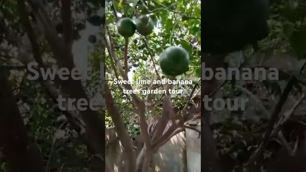Sweet lime tree growing in backyard garden #orange #greenorange #orchard @FiveMinute4Nature