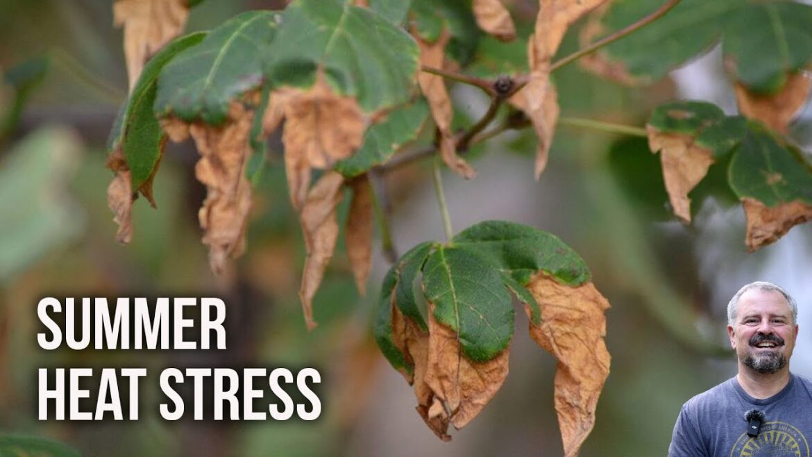 Summer Damage in the Garden