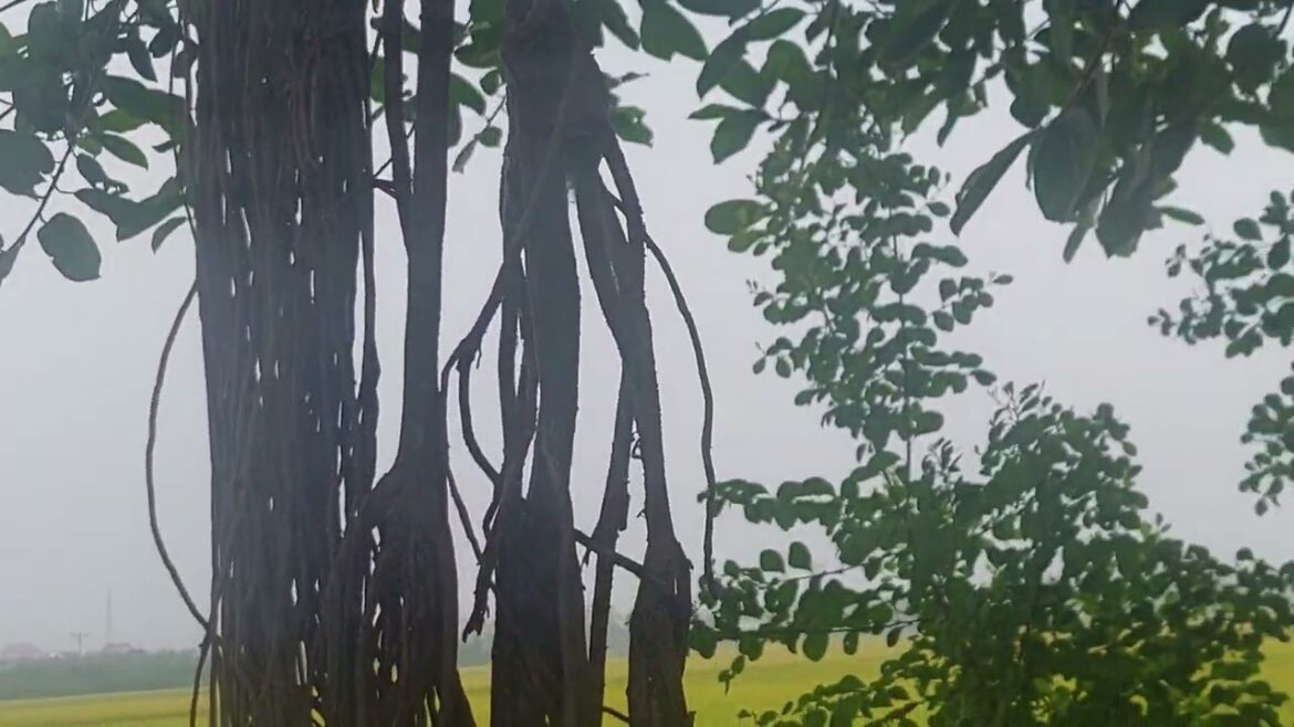 Vegetable Gardening 101: From Seed to Harvest