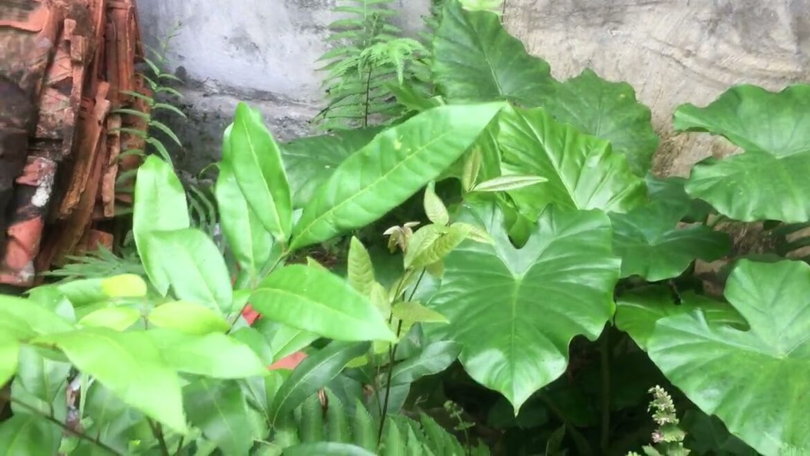 Digging into Gardening: A Journey of Greenery