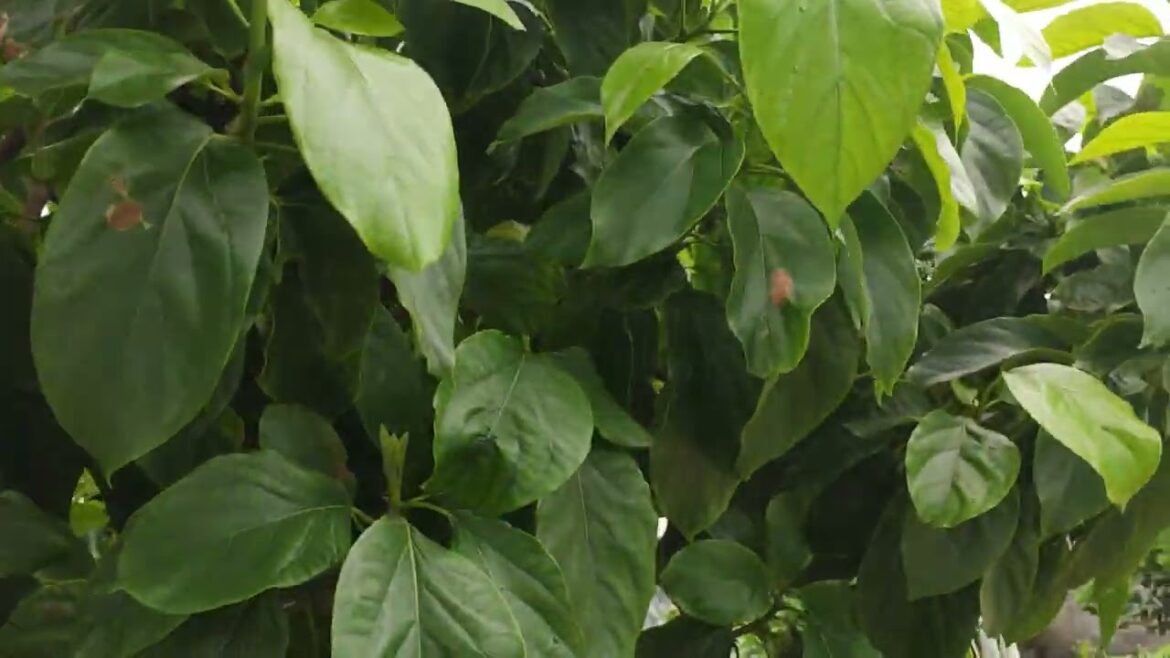 Patio Gardening: Creating Greenery in Small Spaces