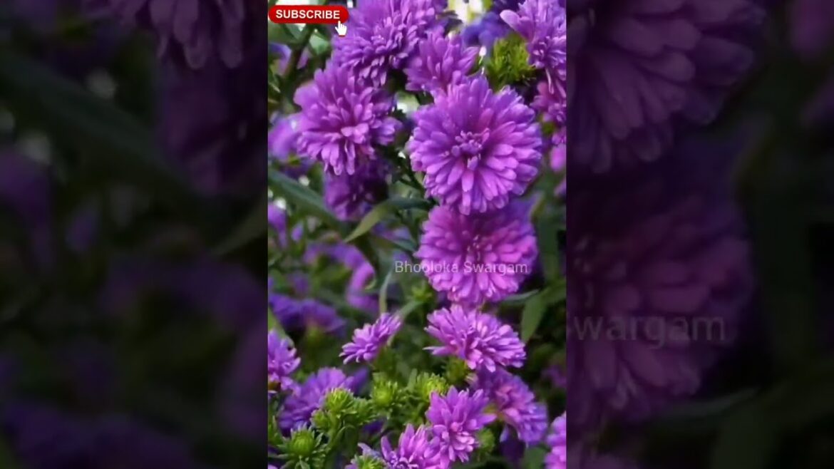 Beautiful flowers in terrace garden #shorts #youtubeshorts #viralvideo #agriculture terrace garden Beautiful flowers in terrace garden #shorts #youtubeshorts #viralvideo #agriculture terrace garden