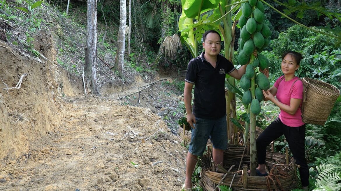 Widen the road to the water source, Make money from papaya | Hoang Huong