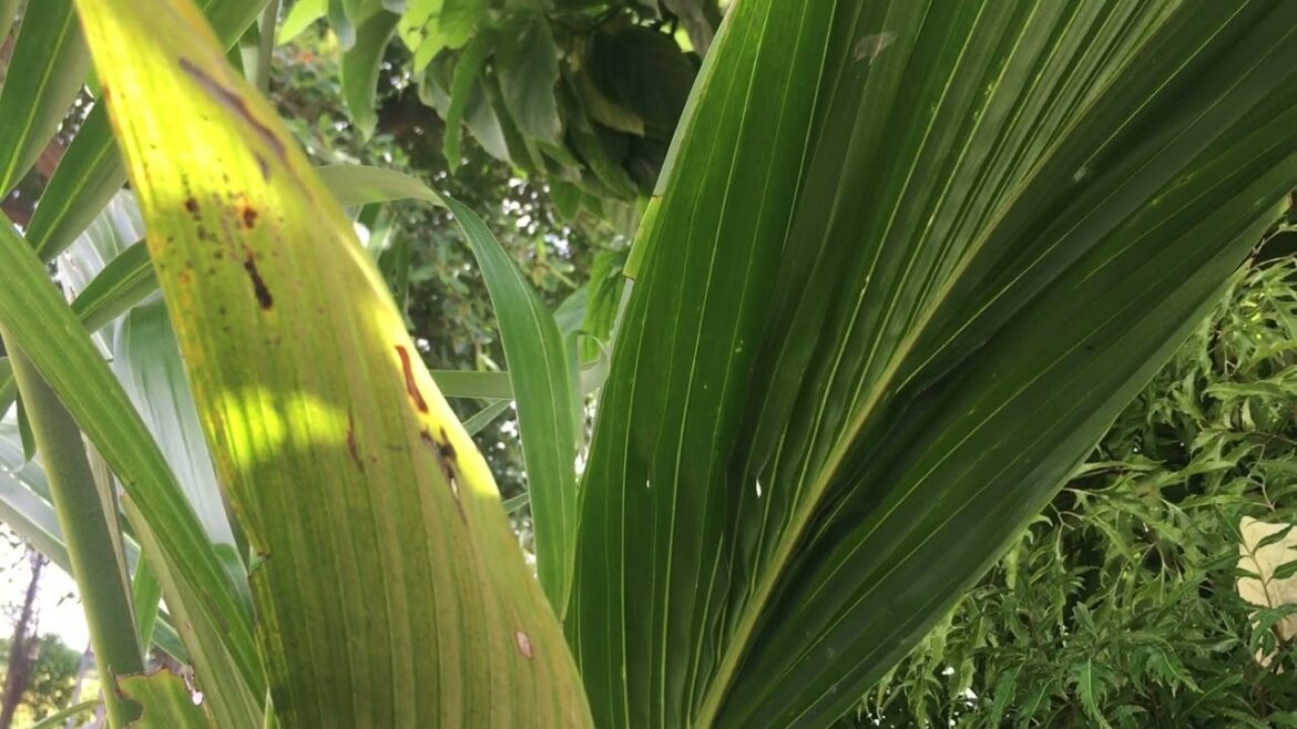 Gardening for Beginners: Start Your Green Journey