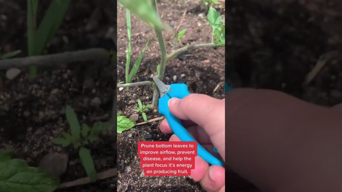 Simple Tips for Growing Tomatoes | Growing Tomatoes | Tomato Plant | Gardening Tips #shorts