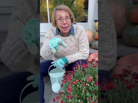 🍁How to keep your mums looking fresh and alive all season long!! 🍁 🍁How to keep your mums looking fresh and alive all season long!! 🍁
