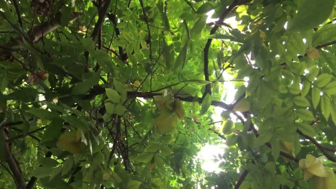 Small Space, Big Dreams: Urban Gardening Adventures