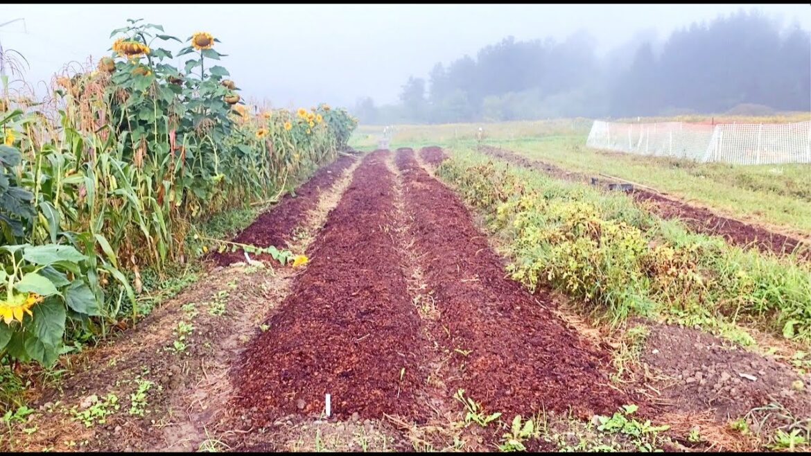 Field Tour - Garlic is going in and the nursery is growing!