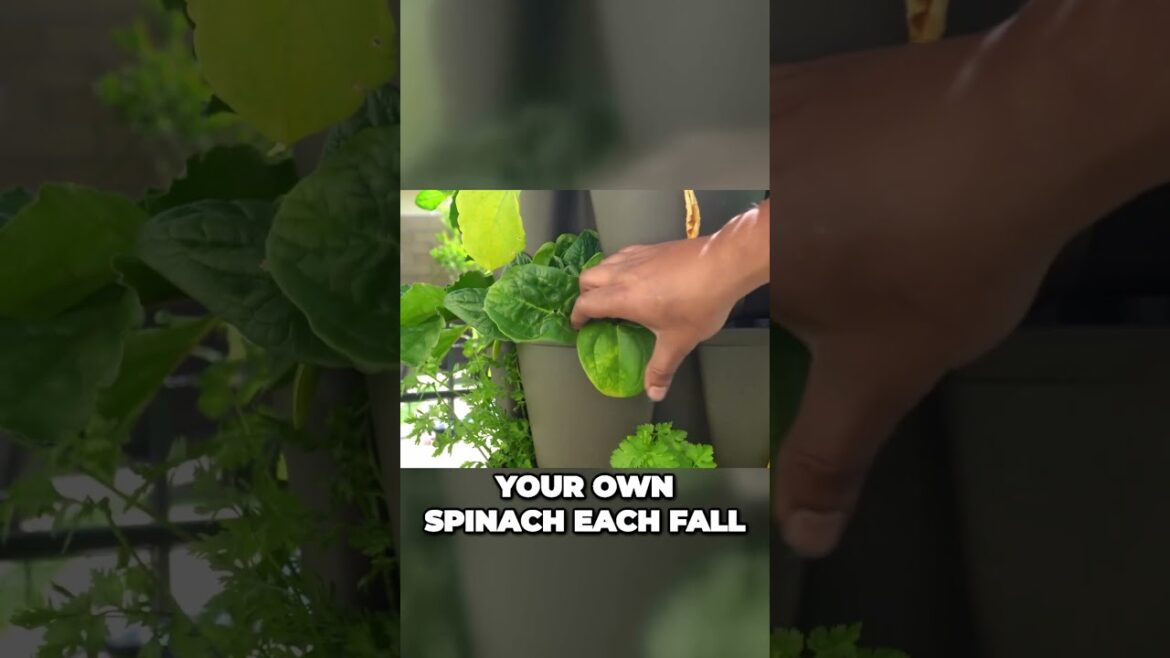 Unlock Spinach Flavor & Perpetual Harvest in 60 Secs! | #Shorts