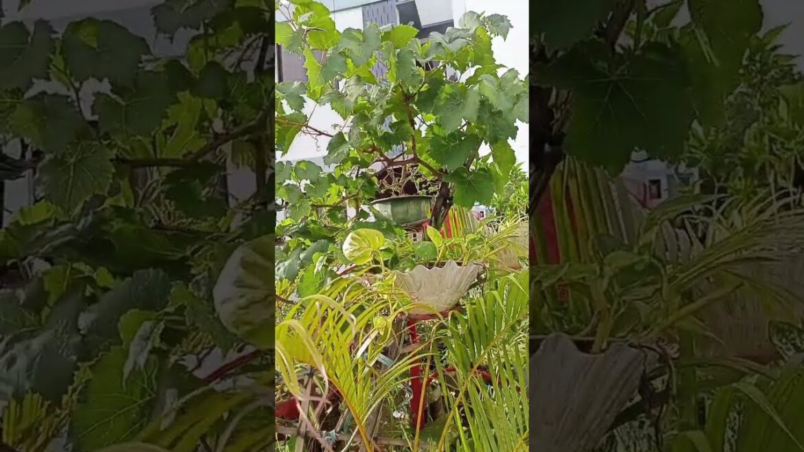 backyard garden of our neighbor @YouTube @5MinuteCraftsYouTube @epicgardening