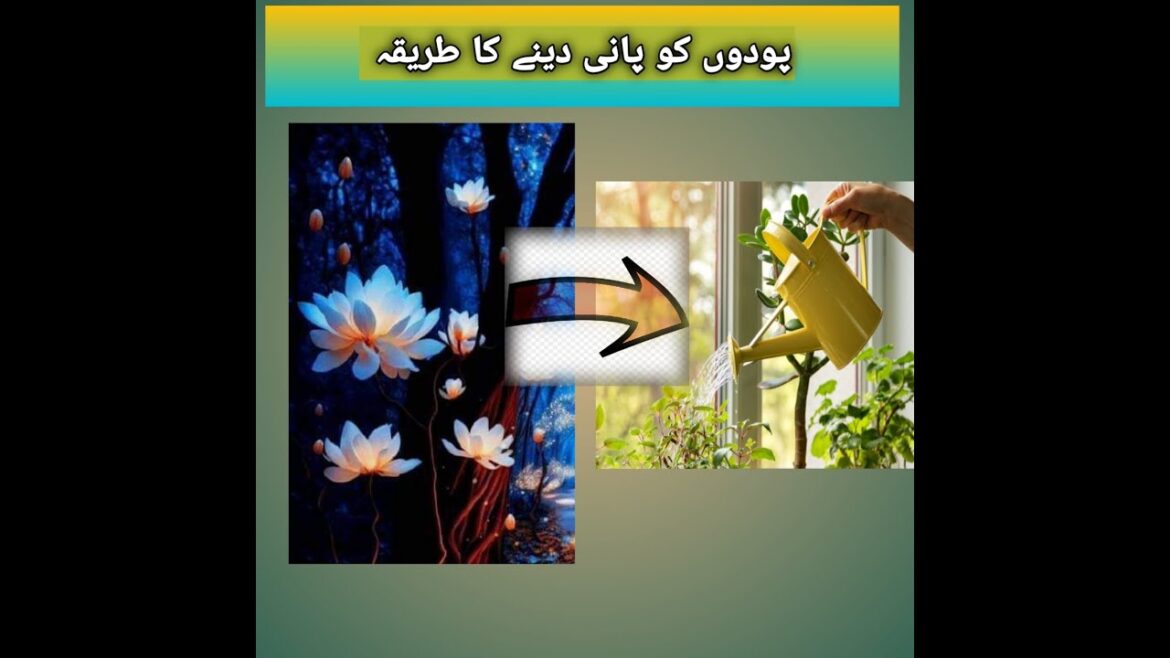 Gardening/ podon ko pani dene ka tarika/ How to give water to plants Gardening/ podon ko pani dene ka tarika/ How to give water to plants