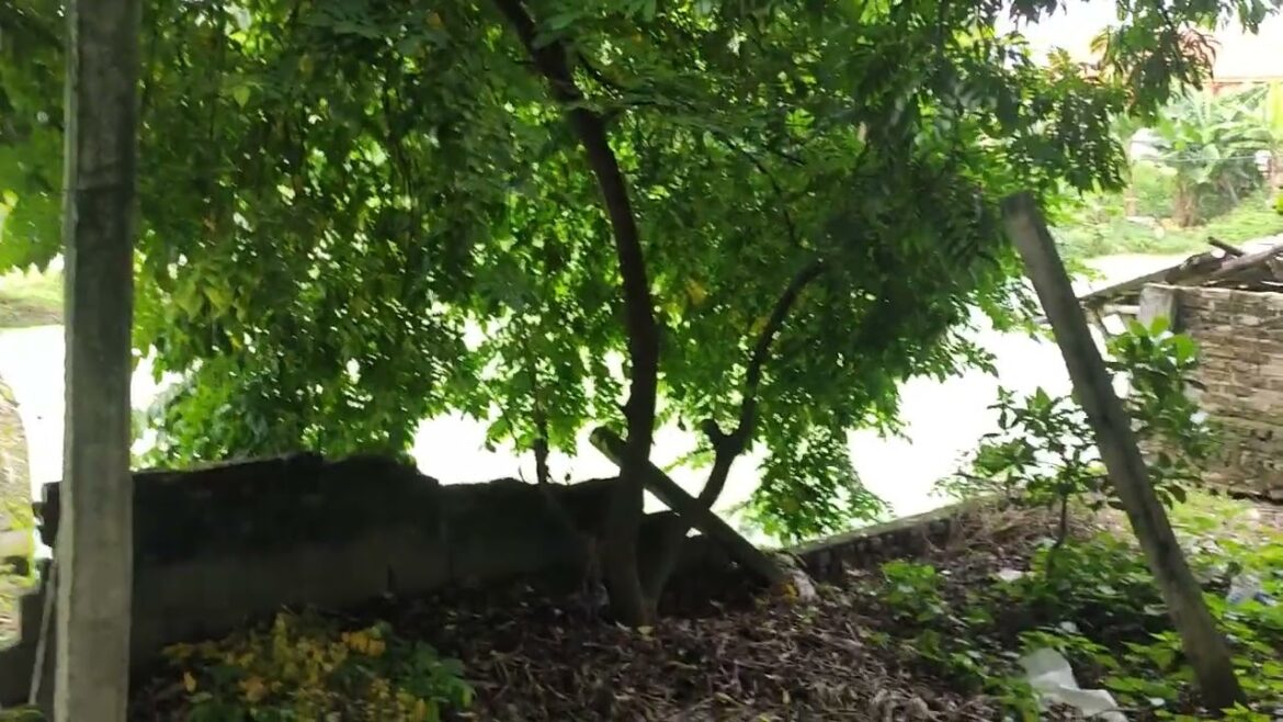 Terrarium Gardening: Miniature Ecosystems Indoors