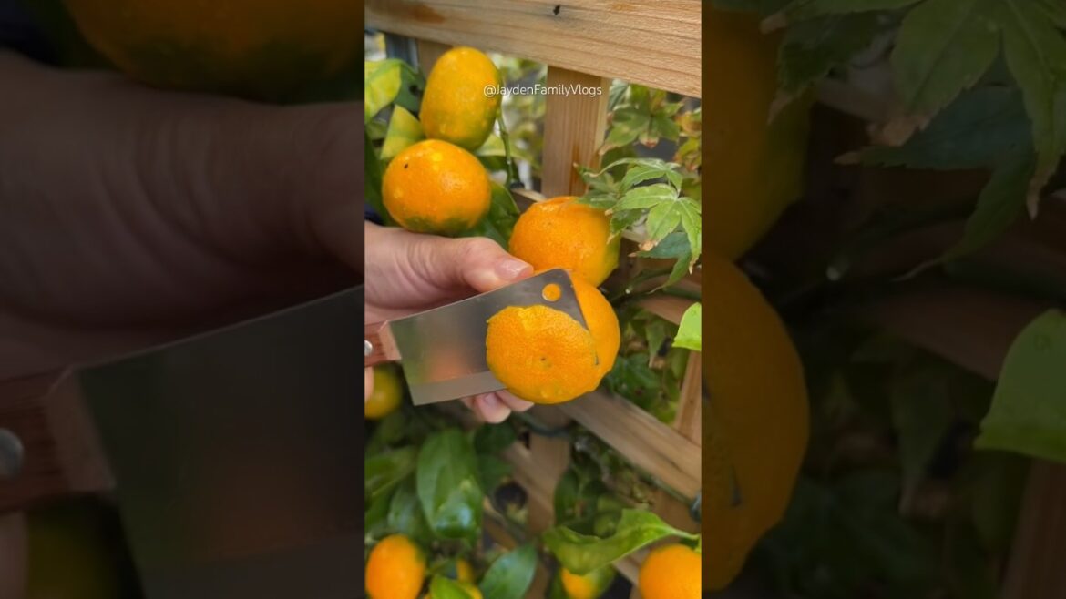 Growing Mandarin Fruit Tree On A Pot ππ #shorts #fruit #satisfying #garden #mandarin #howto #tree Growing Mandarin Fruit Tree On A Pot ππ #shorts #fruit #satisfying #garden #mandarin #howto #tree