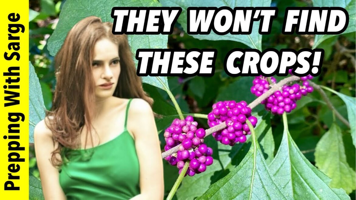 “Raiders Will Steal Your Garden Vegetables” 🤣 -Stealth Gardening Solution “Raiders Will Steal Your Garden Vegetables” 🤣 -Stealth Gardening Solution