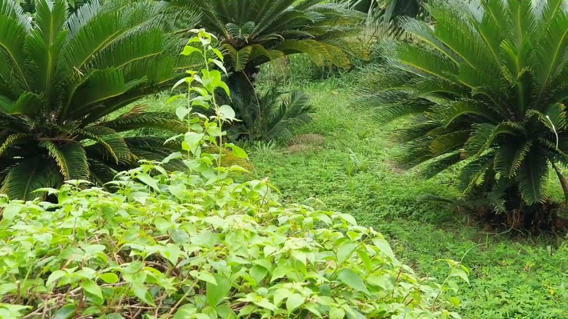 Sweeping Away Stress: Gardening as a Therapeutic Escape