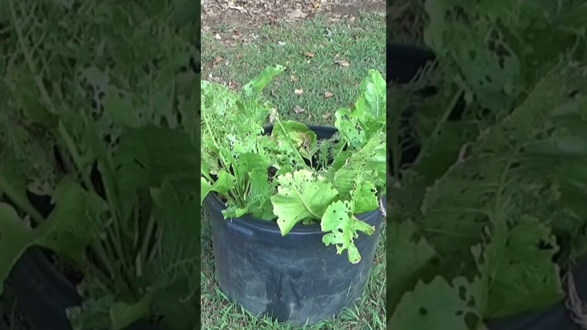 Why use containers in a regular garden #garden #gardeningtips #mulch #planting Why use containers in a regular garden #garden #gardeningtips #mulch #planting