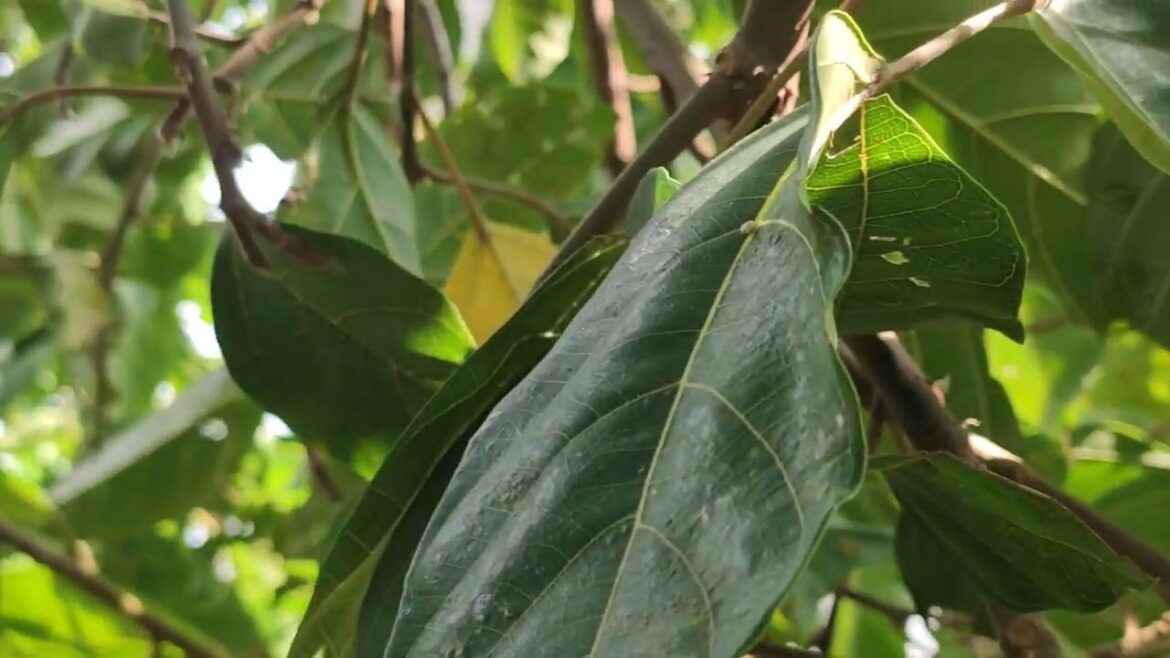 Container Gardening: Growing Clean in Small Spaces