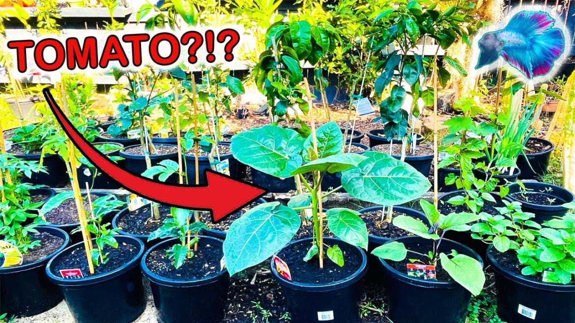 GROWING EDIBLE PLANTS IN POTS?