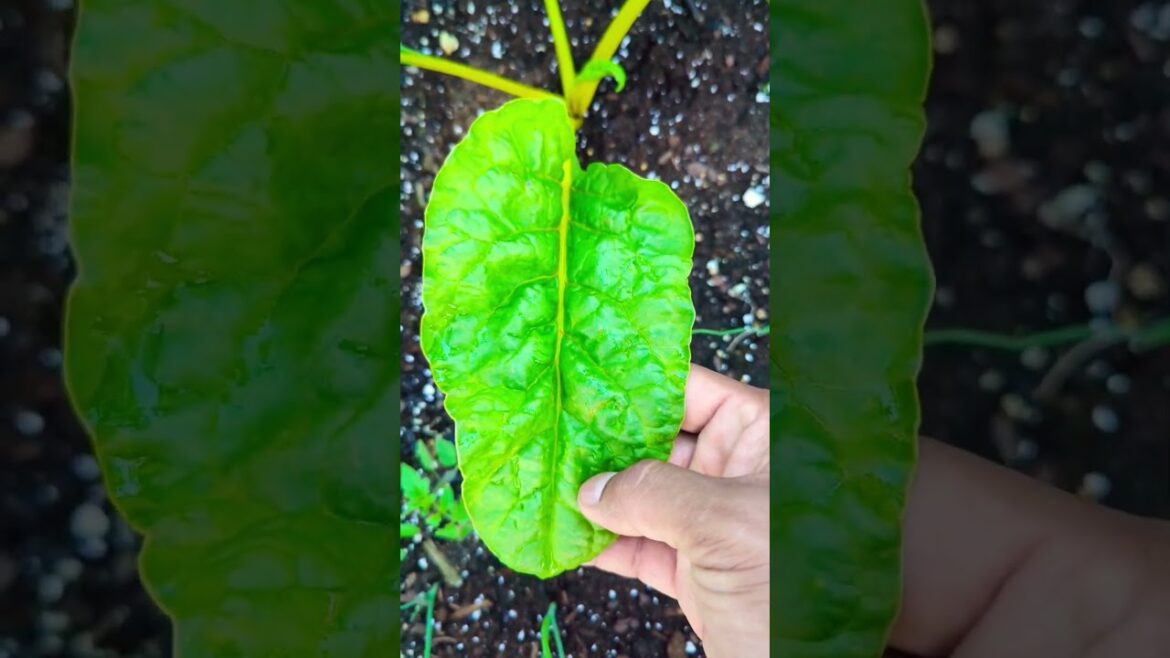 Swiss chard Quick harvesting tips for beginners #gardening #garden #shorts