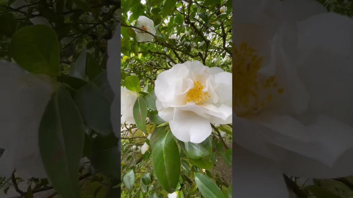 Sand & Stone Garden Overlook at the Portland Japanese Garden | #Shorts #japanesegarden #oregon