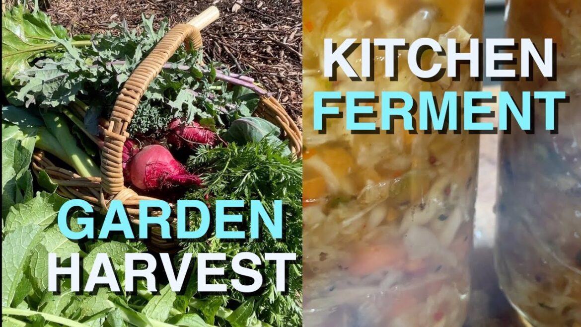 Garden Harvest and a Radish Kraut | Permaculture Farm Garden Harvest and a Radish Kraut | Permaculture Farm