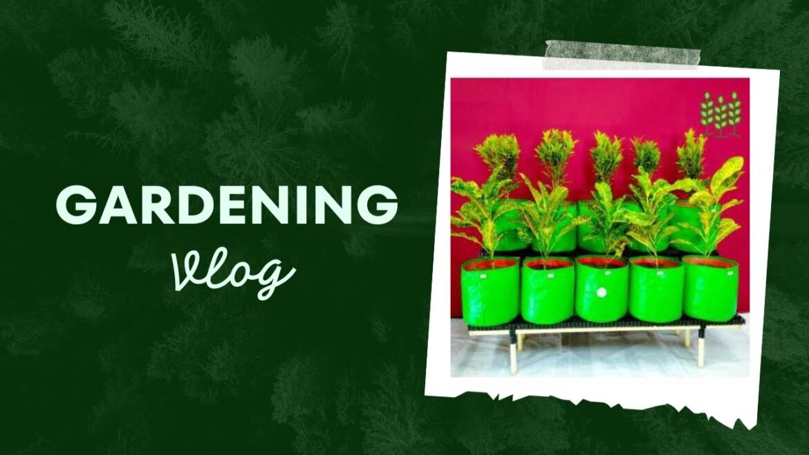 Balcony gardening vlog | gardening ideas | our small garden | nature love | decomposition ideas.. Balcony gardening vlog | gardening ideas | our small garden | nature love | decomposition ideas..