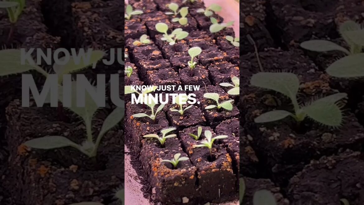 My rudbeckia baby plants are coming along!