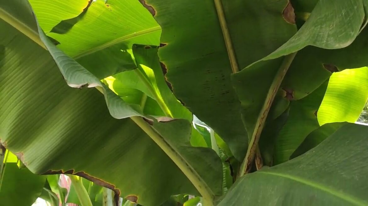 Vertical Gardening: Maximizing Space for Clean Plants