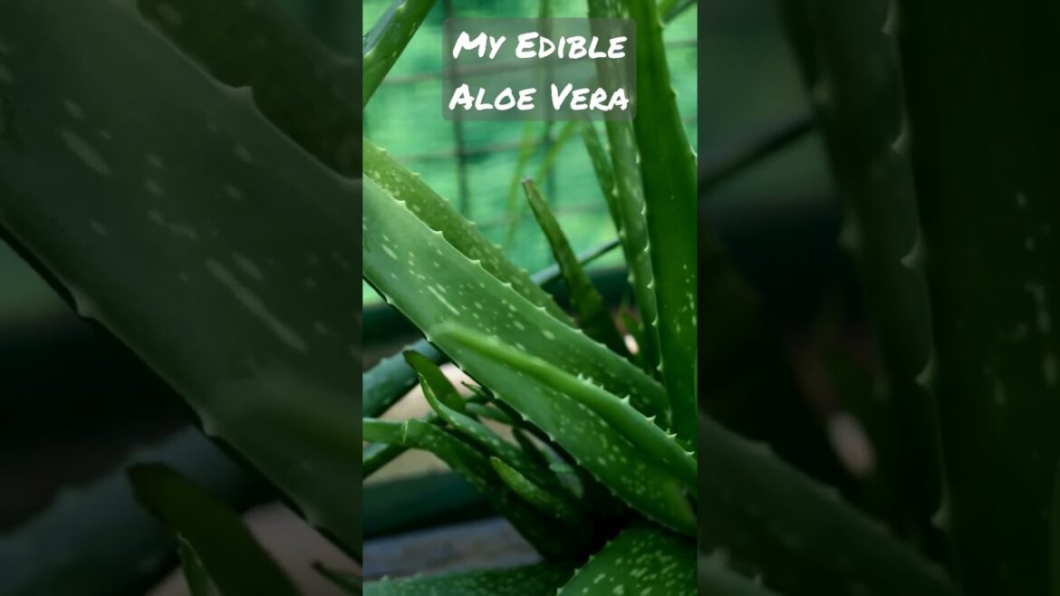 My Edible Aloe Vera